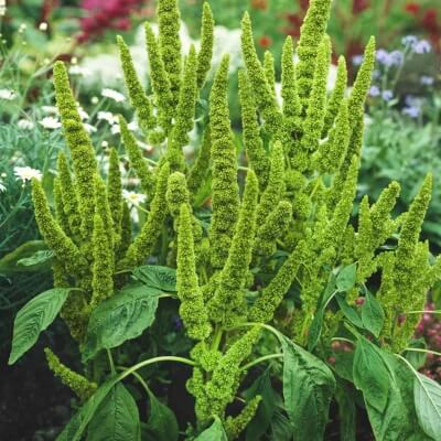 Amaranthus hypochondriacus ‘Green Thumb’ are utterly beautiful up close, with delicate green petals and more open seed heads
