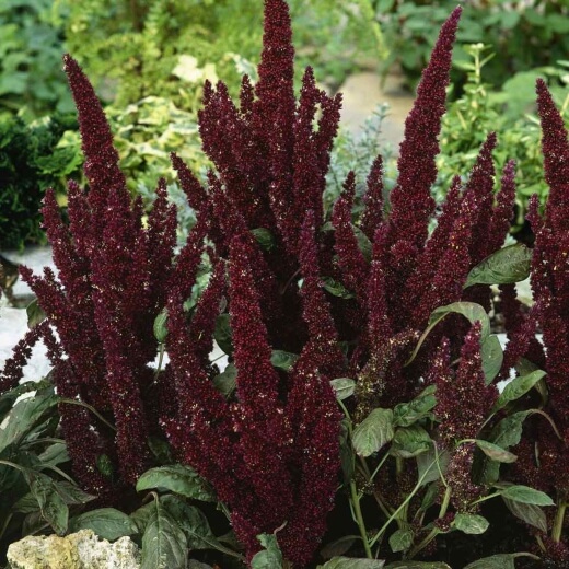 Amaranthus hypochondriacus ‘Pygmy Torch’ has a defiant structure to its deep red flower heads