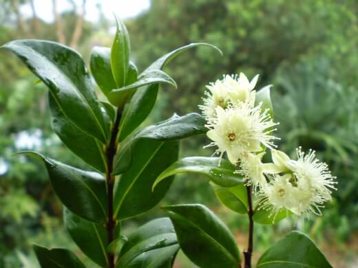 Backhousia myrtifolia, commonly known as Cinnamon myrtle