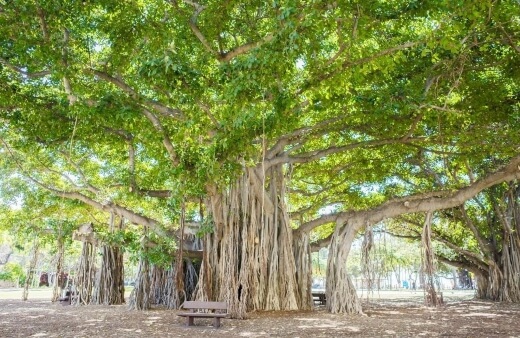 Banyan trees are the biggest type of tree in the world