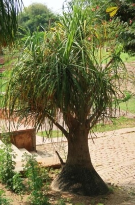 Caring for Ponytail Palm