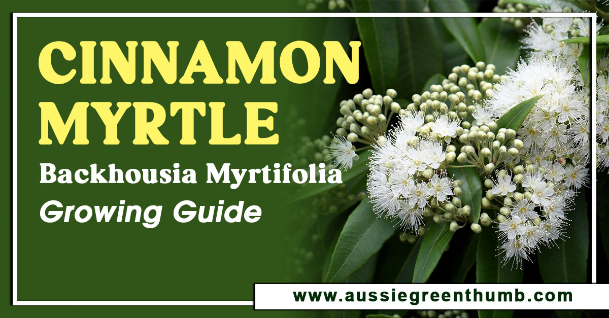 Cinnamon myrtle plant care