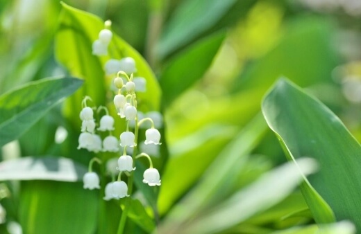 Convallaria keiskei is native to China and Japan and it features red fruits, bowl-shaped tiny white flowers and brilliantly smooth foliage