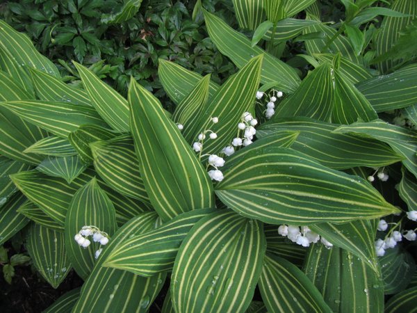 Convallaria majalis ‘Albostriata’ is noted for its luscious variegated foliage that features white-stripped leaves