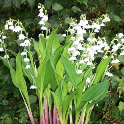 Convallaria majalis ‘Berlin Giant’ is large growing and it often produces more leaves with white flowers