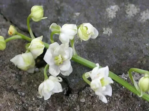 Convallaria majalis ‘Flore Pleno’ produces double flowers
