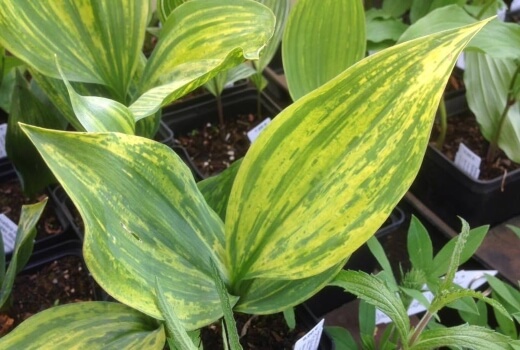 Convallaria majalis ‘Green Tapestry’ produces more variegation in its foliage and flowers