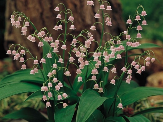 Convallaria majalis ‘Rosea’ features pink flowers amidst smooth and glossy upright foliage
