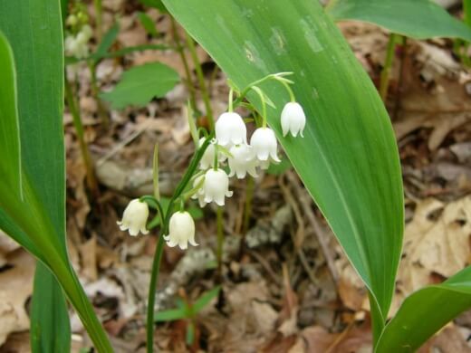 Convallaria montana can produce greenish veins and variegation in its leaves and flowers