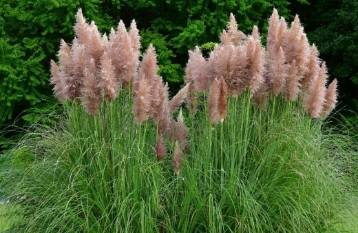 Cortaderia selloana ‘Rendatleri‘ produces eye-catching pink feathery plumes atop dark-green foliage