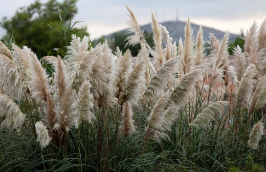 Cortaderia selloana or pampas grass forms a part of the Poaceae family of flowering plants