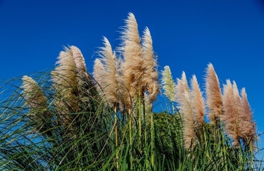 Cortaderia selloana ‘Pumila’ is commonly referred to as dwarf pampas grass