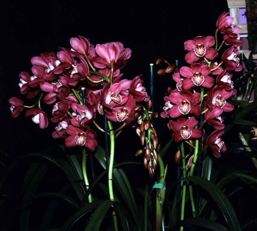 Cymbidium Lancashire Ruby Paradisia is the perfect pick for adding a more tropical influence to your indoor spaces