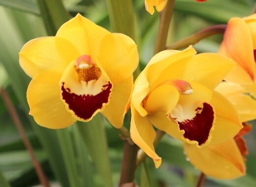 Cymbidium Trinity Gold produces larger flower spikes that radiate brilliantly with yellowy-golden hues