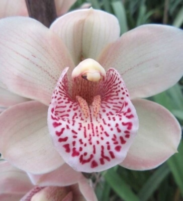 Cymbidium Valley Freestyle Heaven Scent have an extremely welcoming and pleasant scent