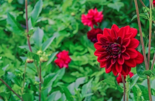 Dahlia Arabian Night tends not to grow beyond 30-40cm tall making it ideal for mixed borders