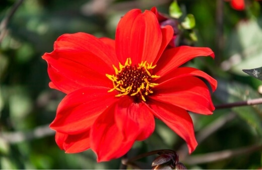 Dahlia Bishop of Llandaff is a humble perennial which will reliably flower year after year in Australia
