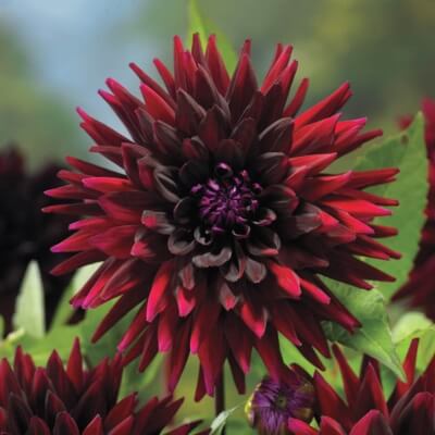 Dahlia Black Narcissus needs well drained soil and full sun