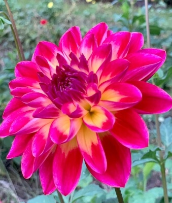 Dahlia Brittany Rey is an acid pink dahlia, which opens up to reveal a creamy, egg yolk coloured centre