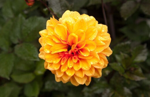 Dahlia David Howard grows to just 75cm so is perfect for formal gardens