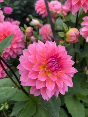 Dahlia Jitterbug is a miniature dahlias, and completely perfect for pots, with taller plants shooting through its foliage