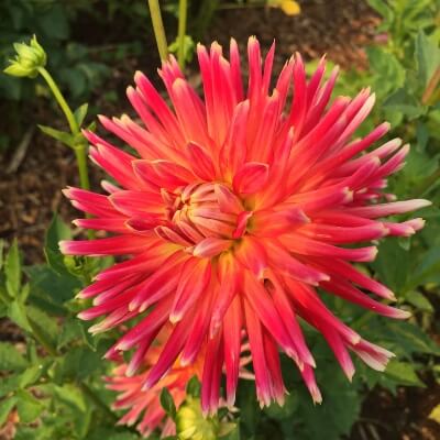 Dahlia Tutti Frutti can reach 90cm in decent conditions, and are relatively simple to grow