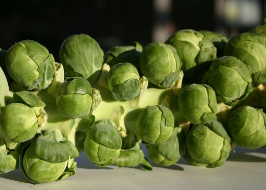 Diablo Brussels Sprouts grows to around 1m tall, with firm sprouts filling up its stem in every direction