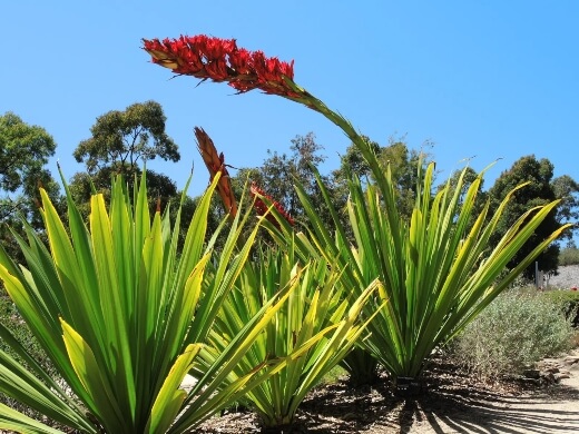 Doryanthes Palmeri, also known as giant spear lily