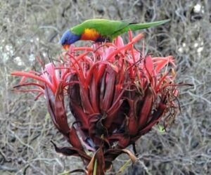 Doryanthes excelsa (Gymea Lily) – Australian Native Plant Guide - AGT