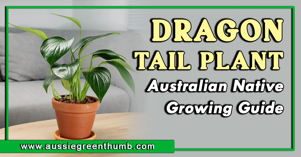 Dragon tail plant price