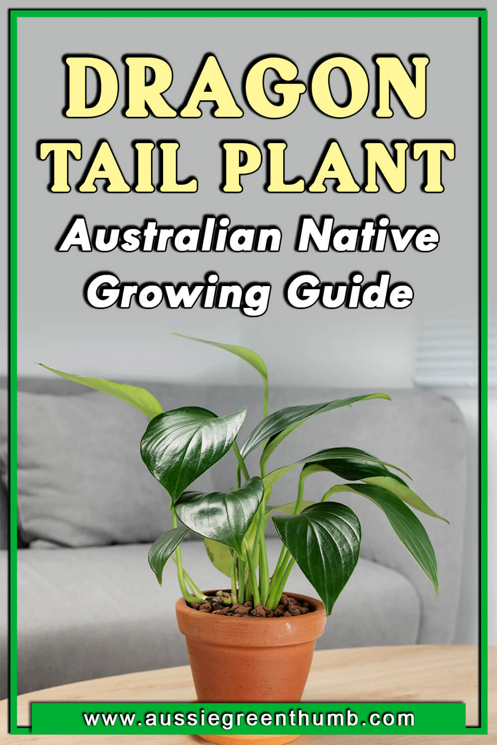 Dragon Tail Plant – Australian Native Growing Guide