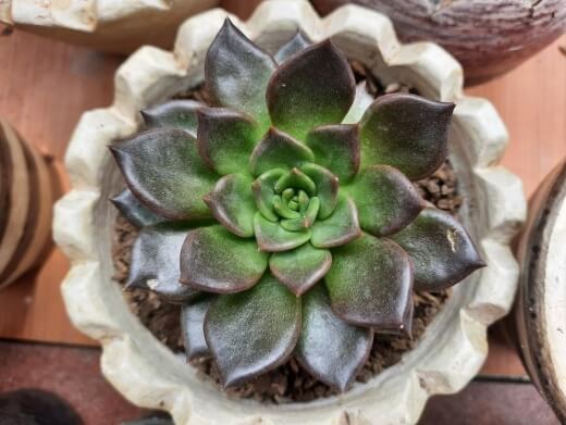 Echeveria ‘Dark Prince’ has leaves that look almost black