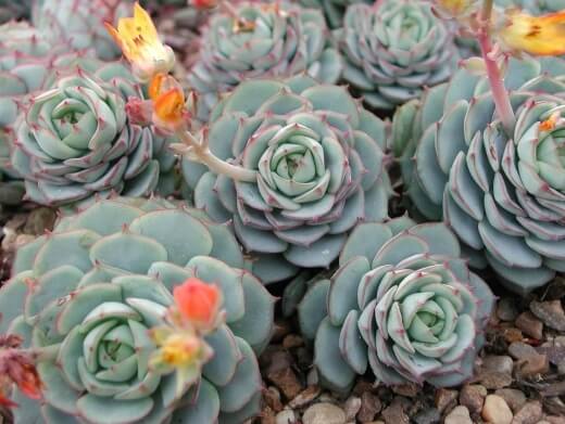 Echeveria ‘derenbergii’ has small rosettes of triangle-shaped blue-grey leaves with red outlines