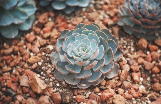 Echeveria ‘imbricata’ is known as Blue Rose Echeveria