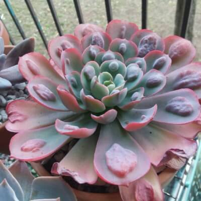Echeveria 'Raindrops' are small with rosettes of green leaves with red