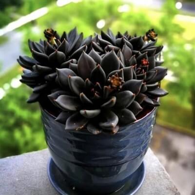 Echeveria affinis 'Black Knight' has dark red flowers in summer and is easy to grow