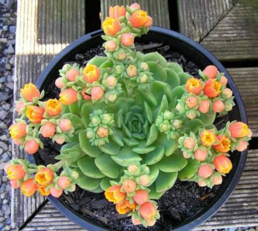 Echeveria ‘Dondo’ has orange flowers and bright green leaves
