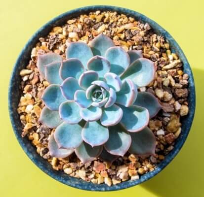 Echeveria ‘Peacockii’ is small and has blue leaves with red tips