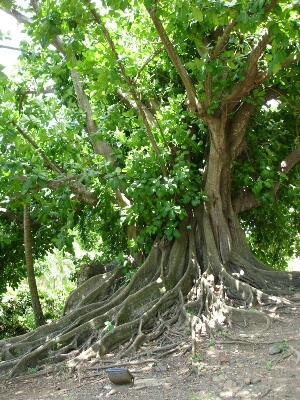 Ficus citrifolia are native to southern Florida, Caribbean, and South America
