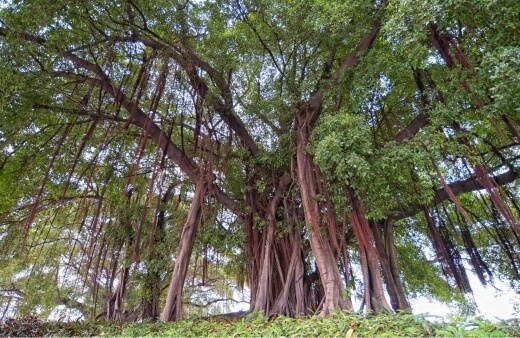 Ficus microcarpa are actually considered invasive in certain areas