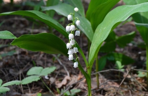 Growing Lily of the Valley in Australia