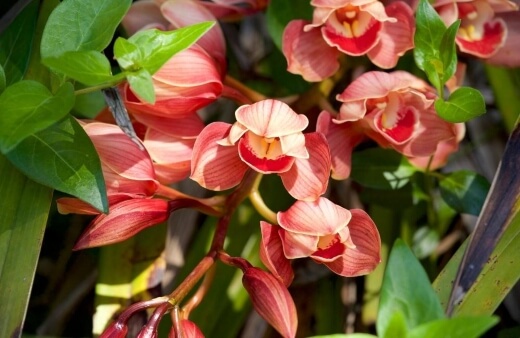 Growing Orchid Cymbidium