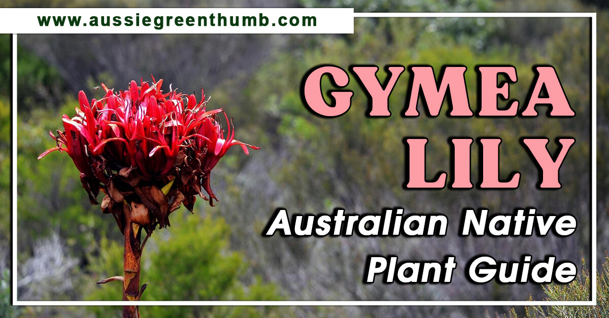 Gymea Lily – Australian Native Plant Guide