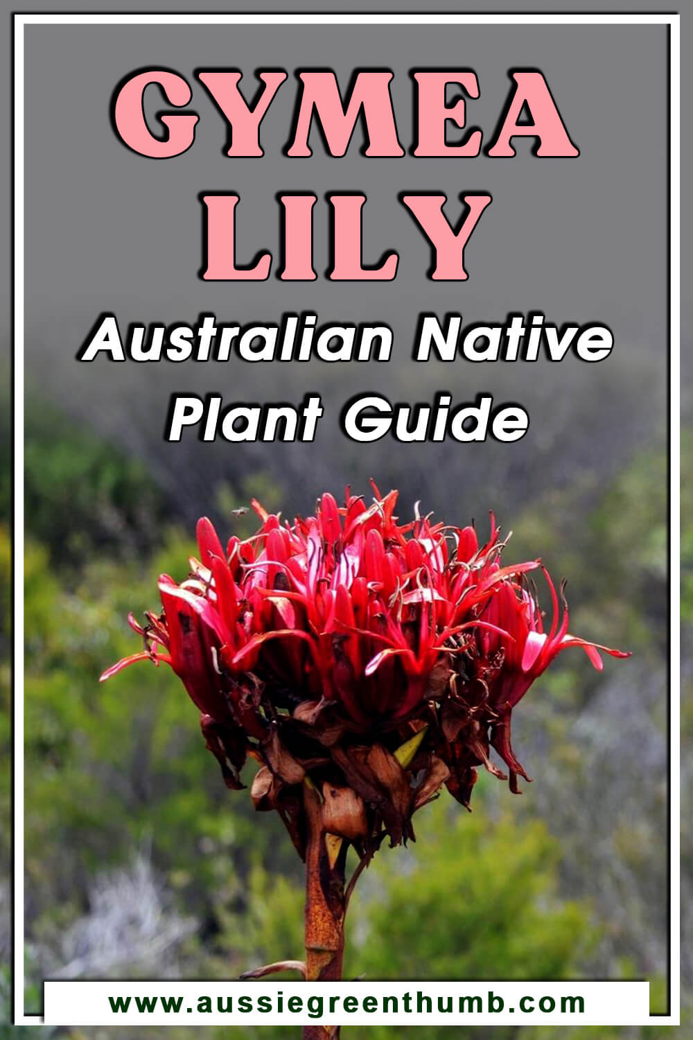 Gymea Lily – Australian Native Plant Guide