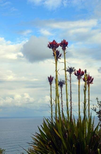 Gymea lily can take 5 to 20 years to develop and reach full maturity, depending on the growing conditions