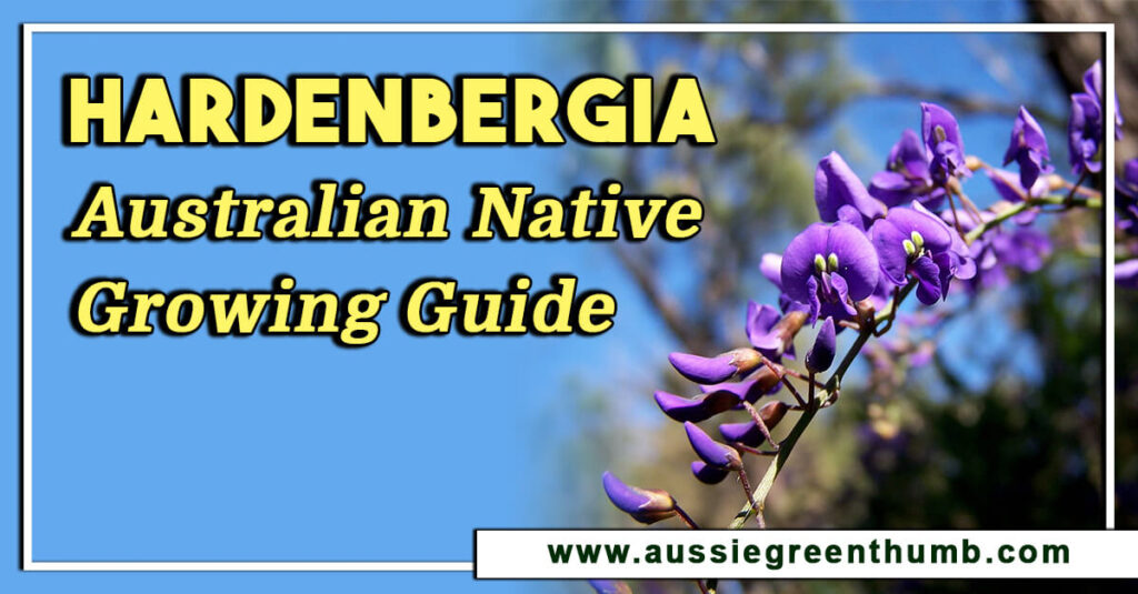 Hardenbergia Australian Native Growing Guide