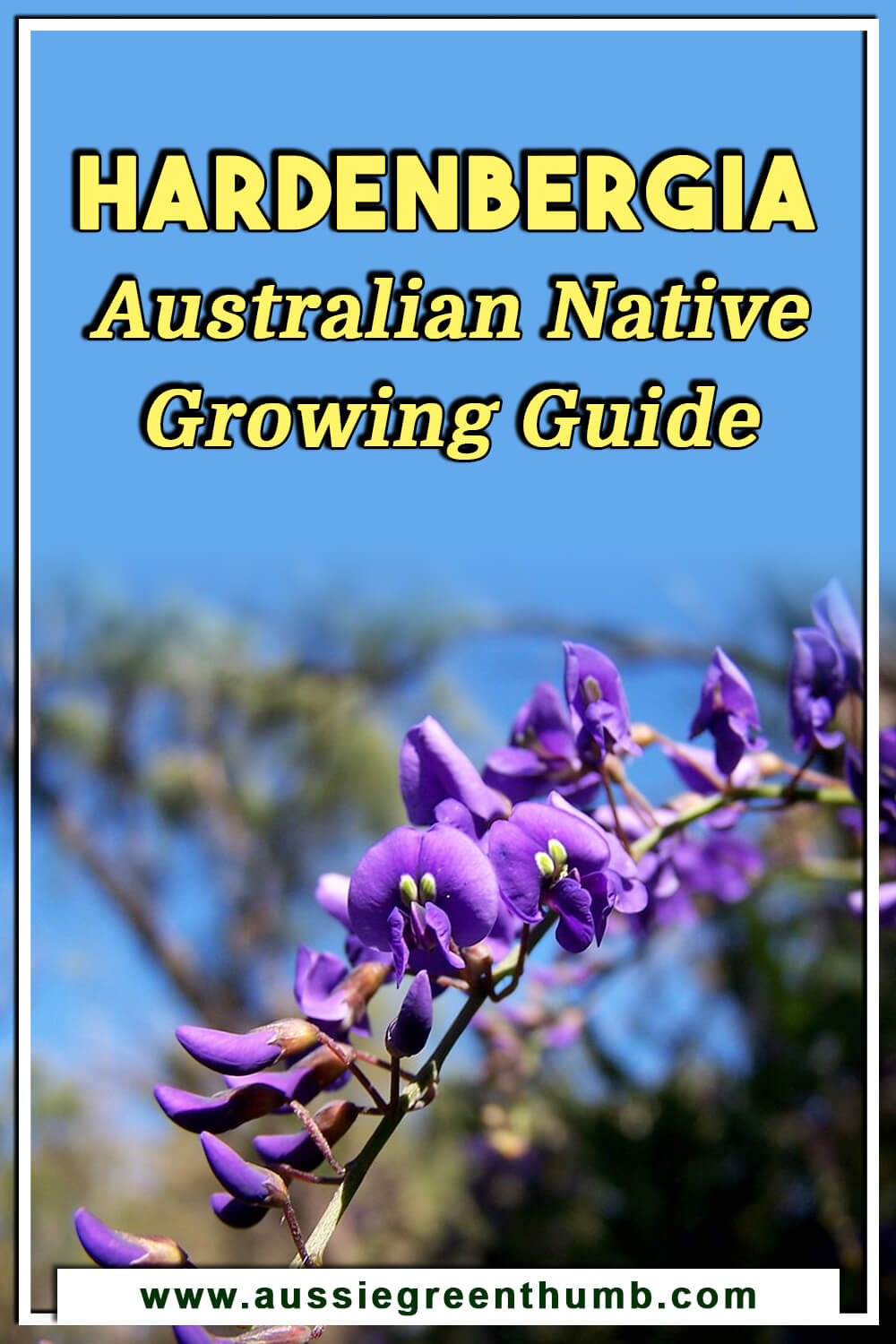 Hardenbergia Australian Native Growing Guide