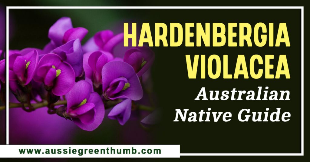 Hardenbergia Violacea Australian Native Guide