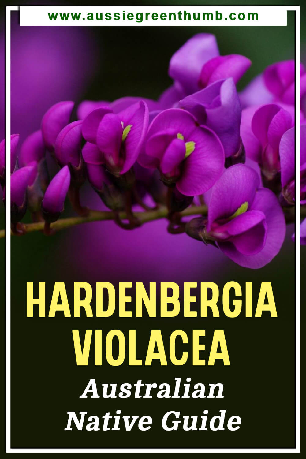 Hardenbergia Violacea Australian Native Guide