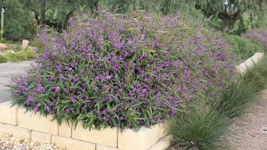 Hardenbergia Violacea is now commonly known as false sarsaparilla, purple coral pea or vine lilac